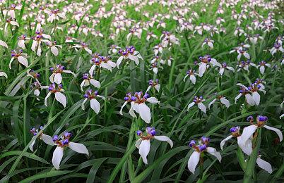 《最后的生还者》Steam在线人数PS移植游戏排名第四